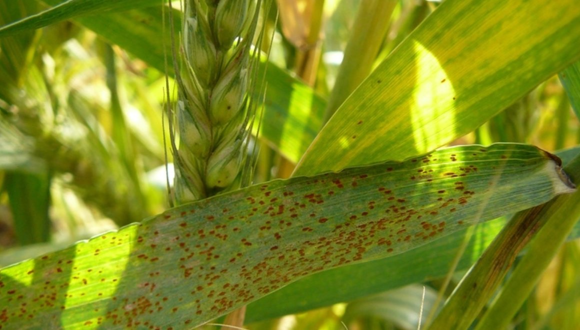小麦叶锈病