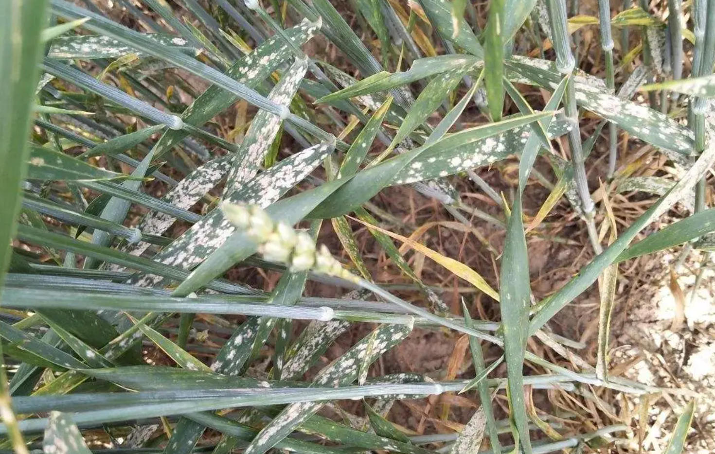 小麦白粉病