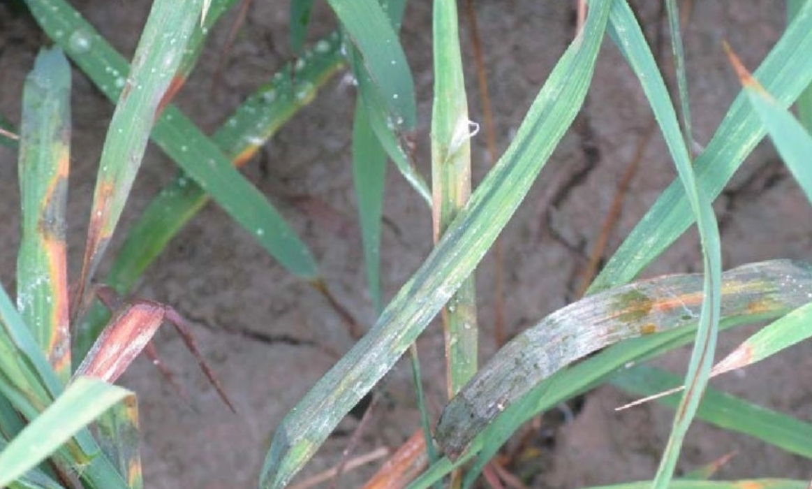水稻赤枯病