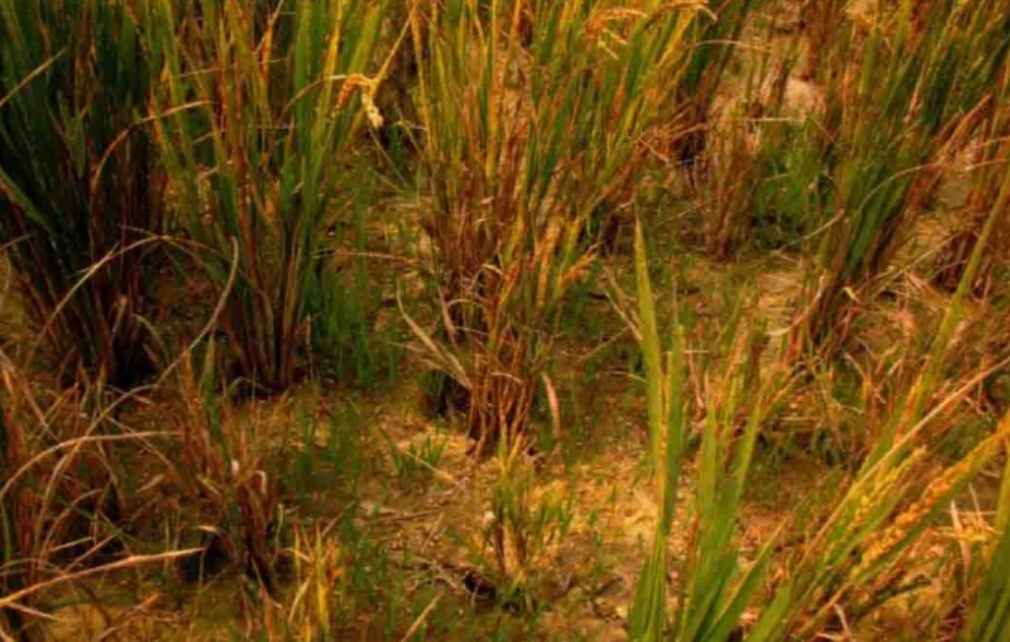 水稻黑条矮缩病