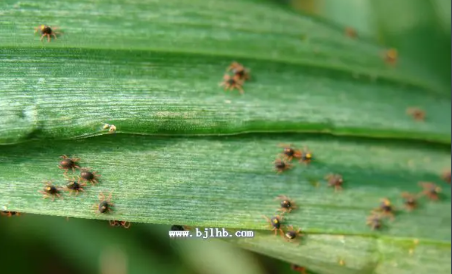玉米叶螨