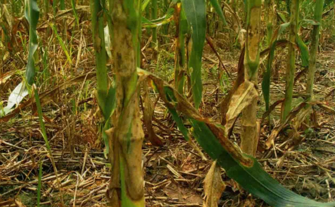玉米纹枯病