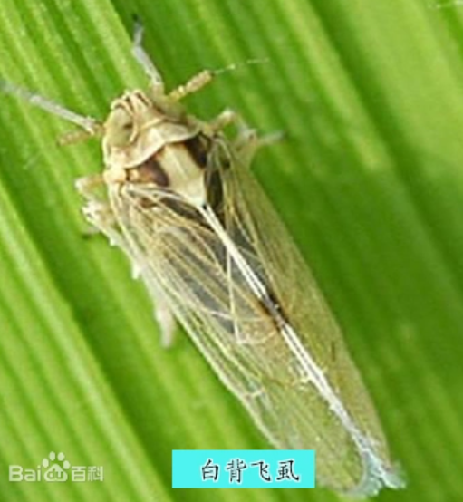 白背飞虱